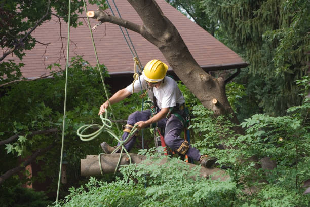 Best Storm Damage Tree Cleanup  in Converse, TX